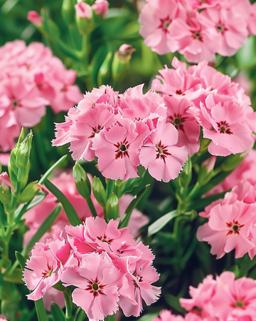 Sweet William Pink Beauty frø (Dianthus barbatus) – toårig blomst