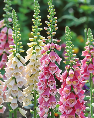 Blandede farver prydplante frø (Digitalis purpurea) – toårig blomst