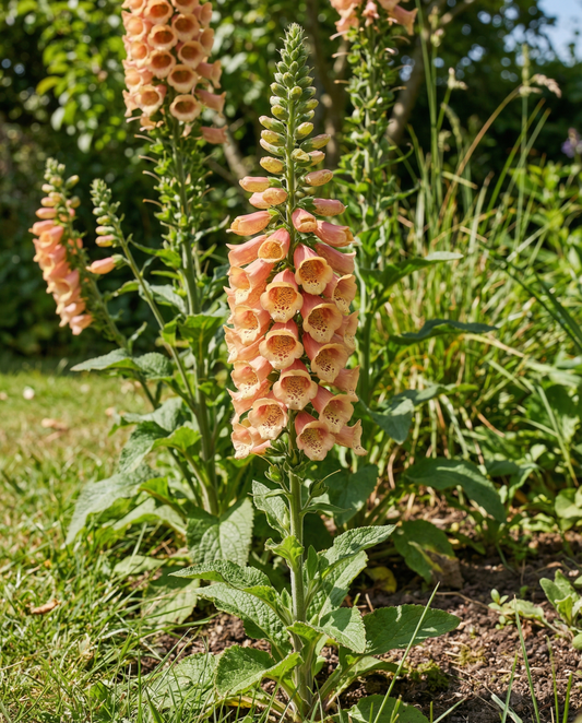 Peach F1 (Digitalis dalmatian) – biennial seeds from SeedsChoice