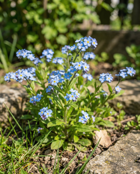 Blå forglemmigej (Myosotis alpestris) – toårige blomsterfrø fra SeedsChoice