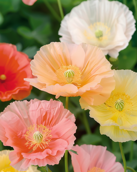 Island Poppy frø Papaver Nudicaule toårig blandede farver