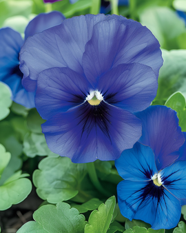 Pansy Seeds Viola Wittrockiana Biennial Ullwater