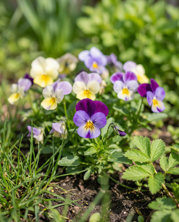 Bambini Mixed (Viola cornuta) – toårig blomst frø fra SeedsChoice