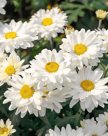 Shasta Daisy Silver Princess frø (Chrysanthemum maximum) – flerårig
