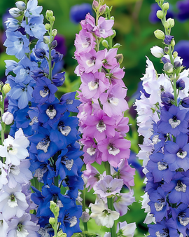 Riddersporefrø Delphinium Cultorum Giant Pacific Mixed flerårig