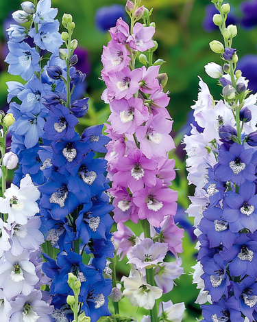 Ridderspore Giant Pacific Mixed frø (Delphinium cultorum) – flerårig blanding