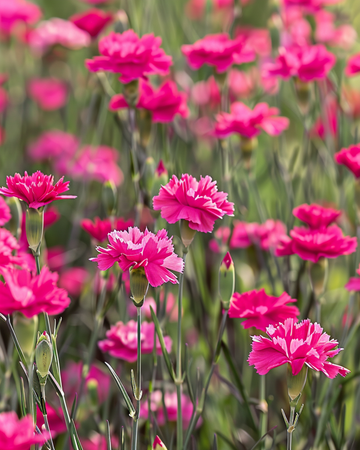 Maiden Pink frø (Dianthus deltoides) – flerårig blomst