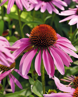 Frø til solhat Echinacea purpurea flerårig blomst