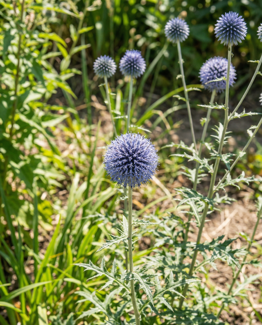 Globe Thistle Blue (Echinops ritro) – flerårige frø fra SeedsChoice