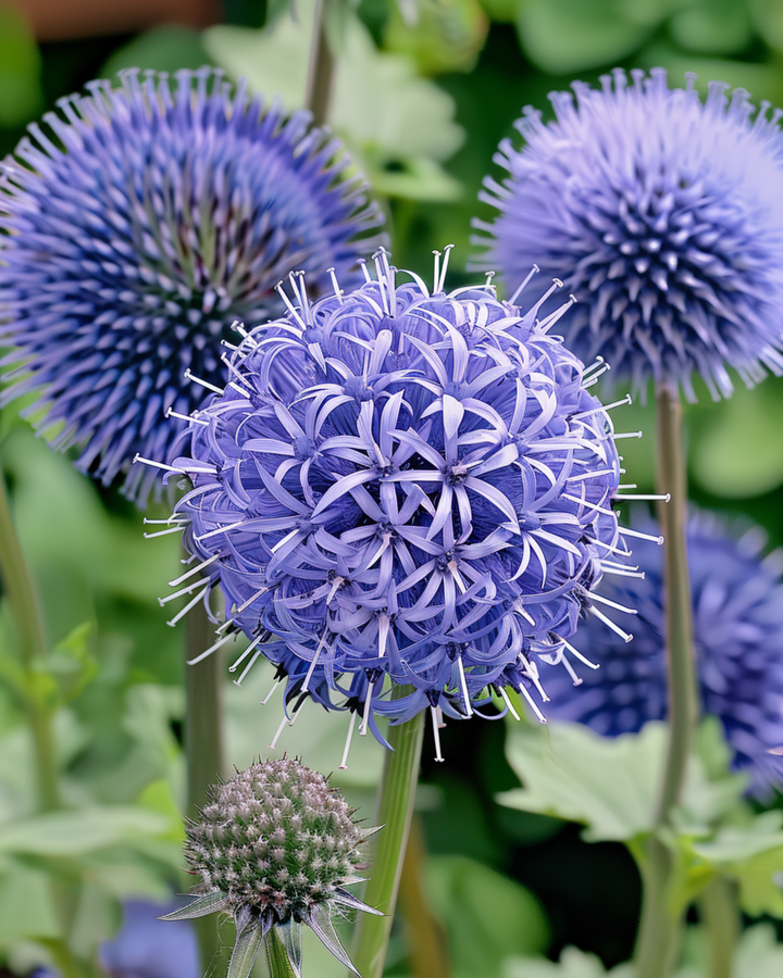 Globe Thistle Blue frø (Echinops ritro) – flerårig
