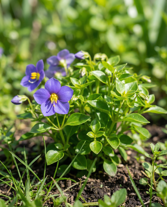 Persian Violet Midget Blue (Exacum affine) – enårige blomsterfrø fra SeedsChoice