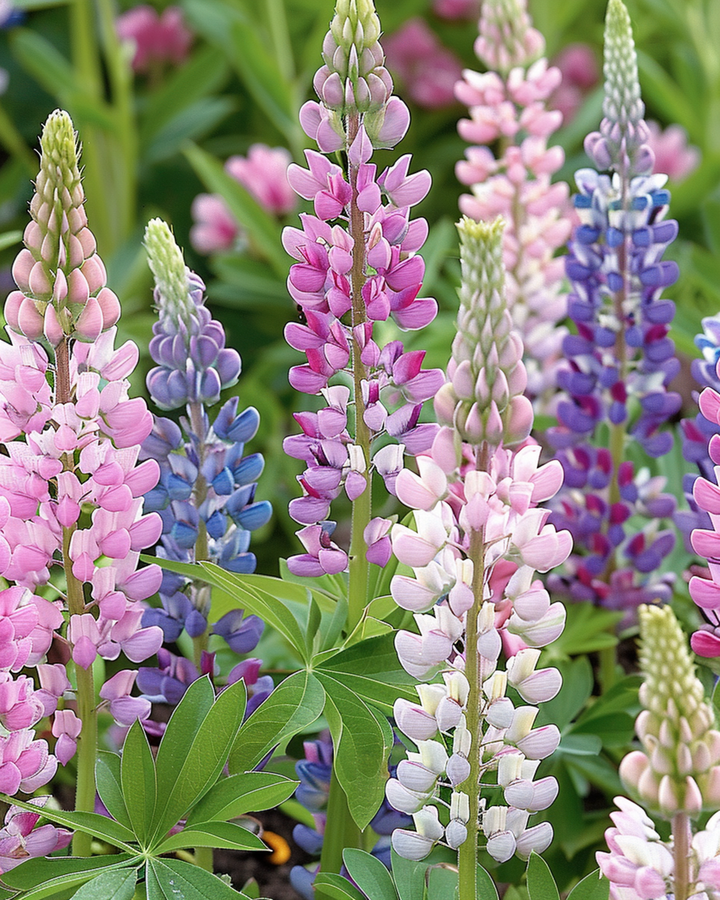 Lupin Russell's Hybrids seeds (Lupinus polyphyllus) – perennial mix