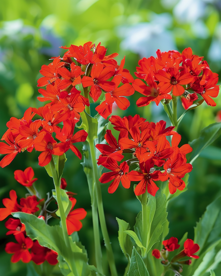 Lychnis-frø Lychnis Chalcedonica flerårig blomst (Lychnis chalcedonica) – flerårig blomst