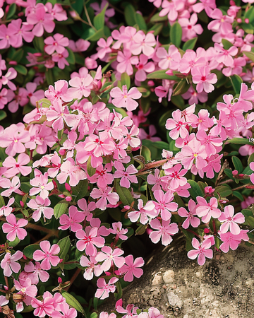 Klippesæbeurtfrø (Saponaria ocymoides) – flerårig blomst