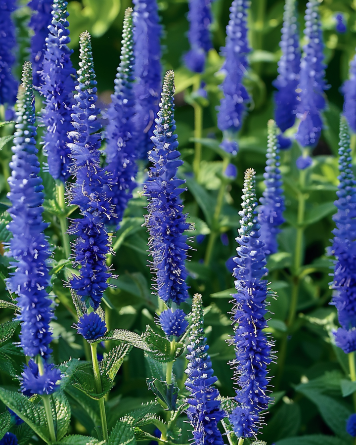Ærenpris Blue Bouquet frø (Veronica spicata) – flerårig blomst