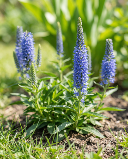 Speedwell Blue Bouquet (Veronica spicata) – flerårige blomsterfrø fra SeedsChoice