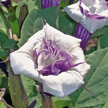 Blanding til fuld sol, 40 cm højde – frø til enårige blomster fra SeedsChoice