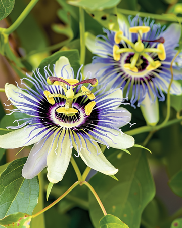 Passionsblomst klatrefrø (Passiflora caerulea) – flerårig klatreplante