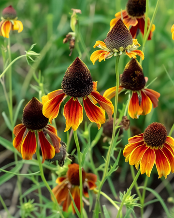 Frø til Mexican Hat Plant (Ratibida columnifera) – enårig blomst