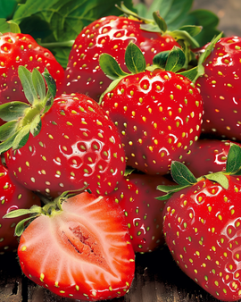 Jordbær Grandian F1 frø Fragaria ananassa etårig