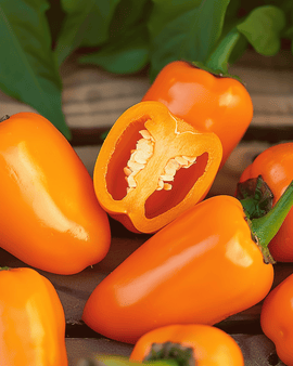 Sød peberfrugt frø Snacking Mini Orange etårig Capsicum annuum