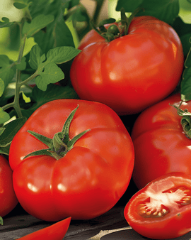 Tomat Moneymaker frø Solanum lycopersicum etårig