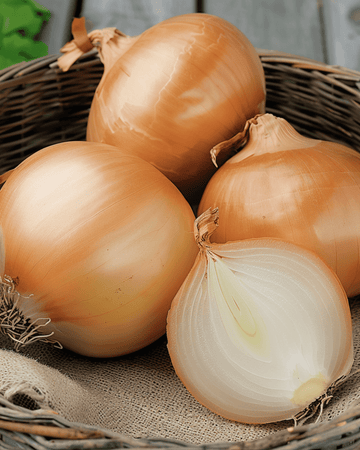 Løg Rijnsburger 5 frø (Allium cepa) – etårig grøntsag
