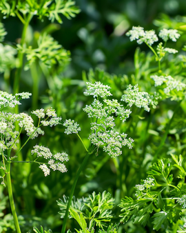 Anisfrø Pimpinella Anisum ettårig urt
