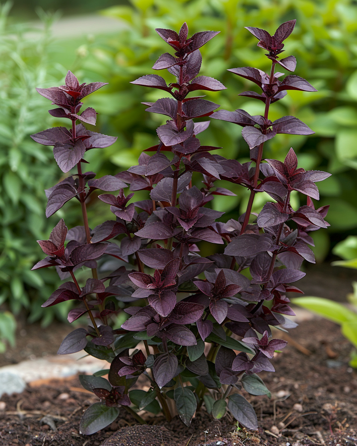 Basilikum Dark Opal frø (Ocimum basilicum) – enårig urt