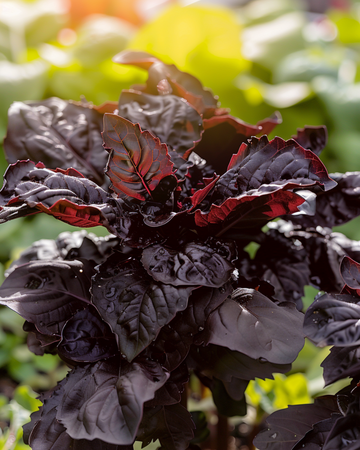 Sød basilikum Red Lizzy frø (Ocimum basilicum) – etårig