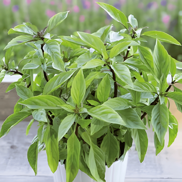 Basilikum Siam Queen frø (Ocimum basilicum) – etårig urt