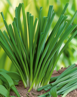 Vinterløgfrø Allium Fistulosum Flerårig Urt