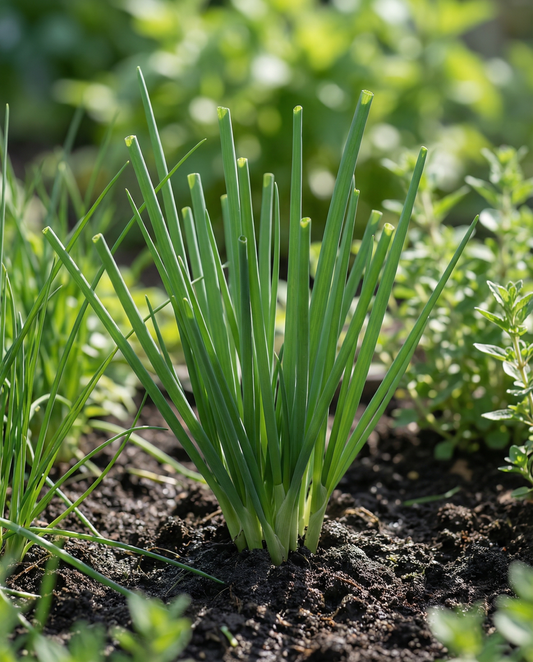 Vinterløg (Allium fistulosum) – frø til flerårig urt fra SeedsChoice