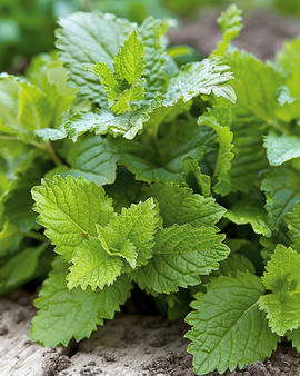 Citronmelissefrø Melissa officinalis flerårig urt