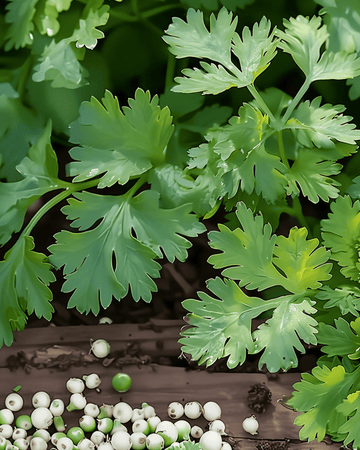Citronkoriander frø (Coriandrum sativum) – etårig urt