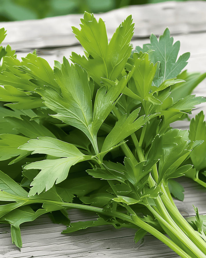 Lovage seeds (Levisticum officinale) – perennial herb
