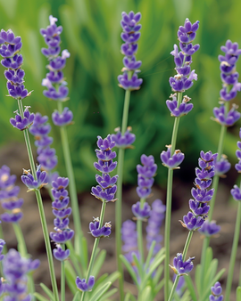 Lavendelfro Lavandula angustifolia flerårig urt
