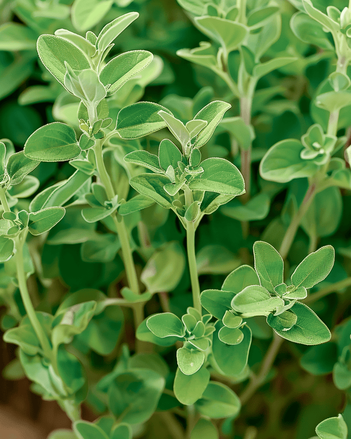Merian Marjolein frø (Origanum majorana) – etårig urt