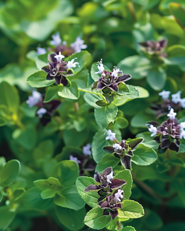 Oregano frø Origanum vulgare flerårig urt