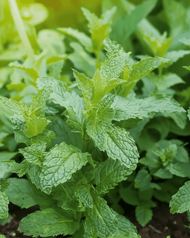 Pebermyntefrø Mentha Piperita flerårig urt