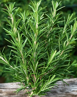 Rosmarin frø Rosmarinus Officinalis flerårigt krydderurt