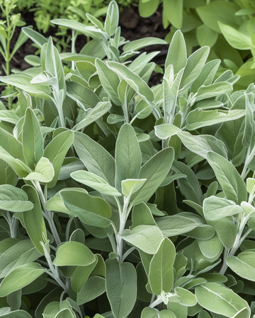 Salviefrø (Salvia officinalis) – flerårig urt
