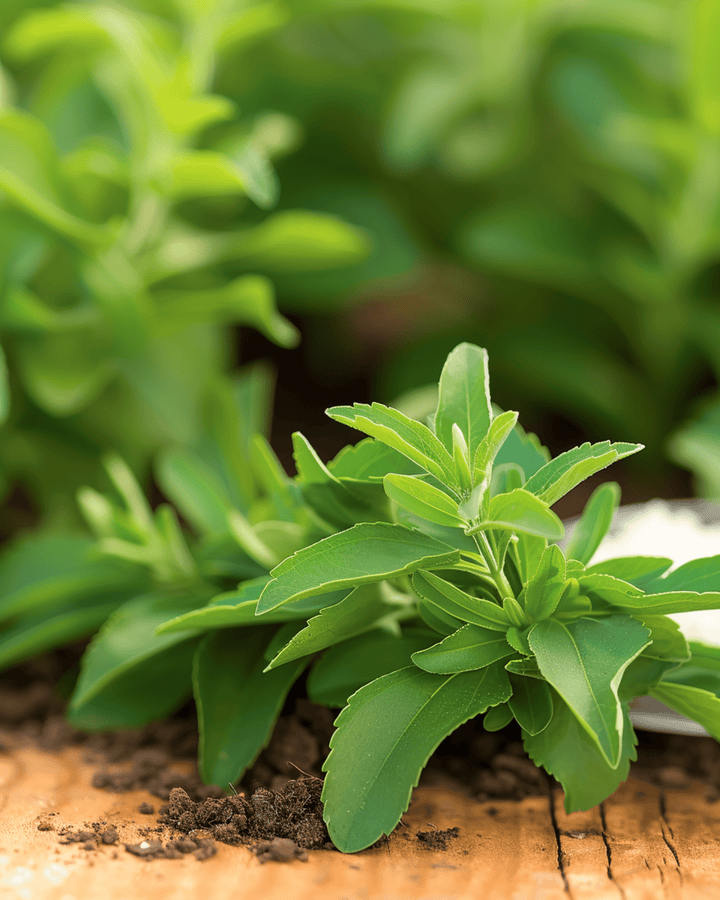 Sugarleaf frø (Stevia rebaudiana) – flerårig urt