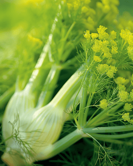 Fennel Doux De Florence Seeds Foeniculum Vulgare Annual Herb