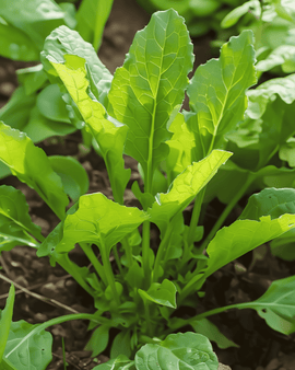 Syrefrø Rumex Acetosa Flerårig Urt Bredbladet