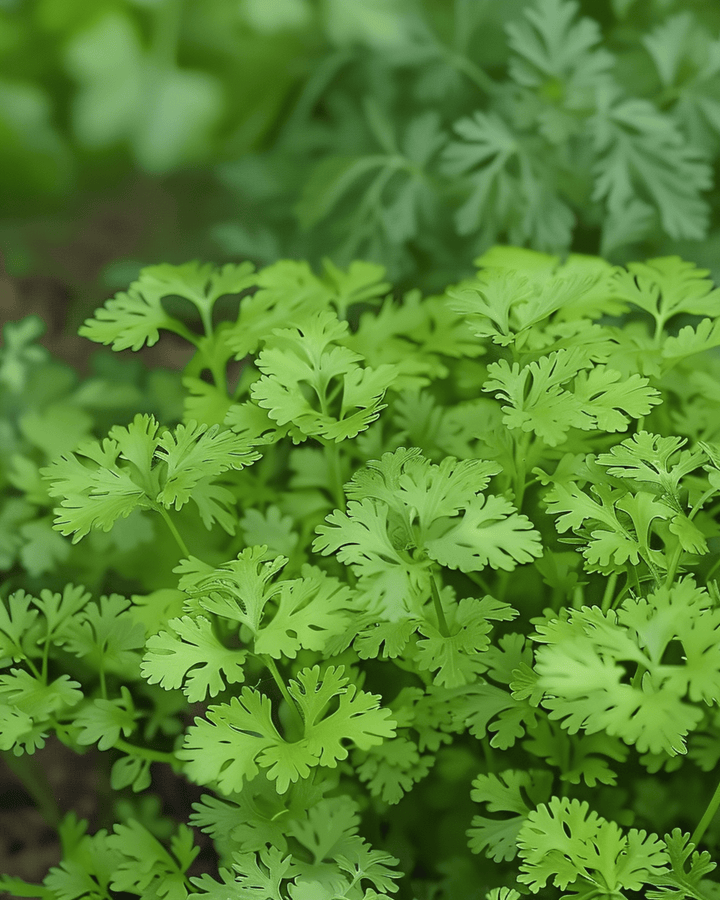 Kørvel Fine Curled frø (Anthriscus cerefolium) – etårig urt