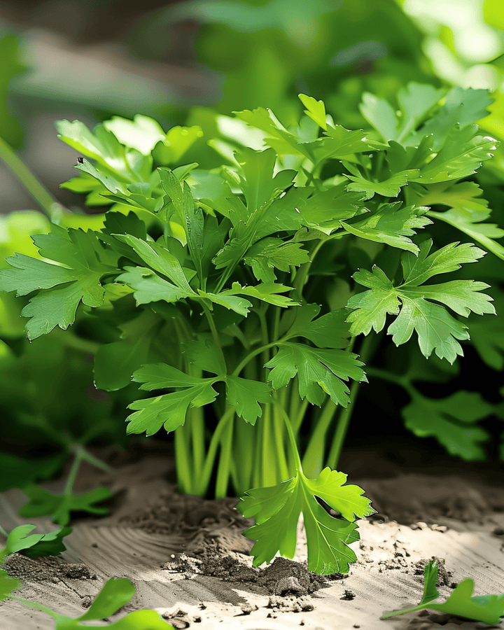 Persille Amsterdamse Snij frø (Petroselinum crispum) – toårig urt