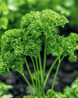 Persille Thujade fro Petroselinum Crispum toårig urt