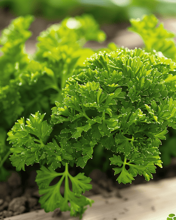 Persille Bravour frø (Petroselinum crispum) – toårig urt