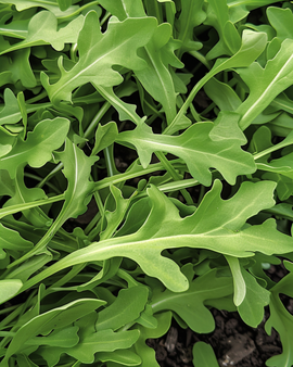 Vild rucola frø Diplotaxis tenuifolia etårig grøntsag